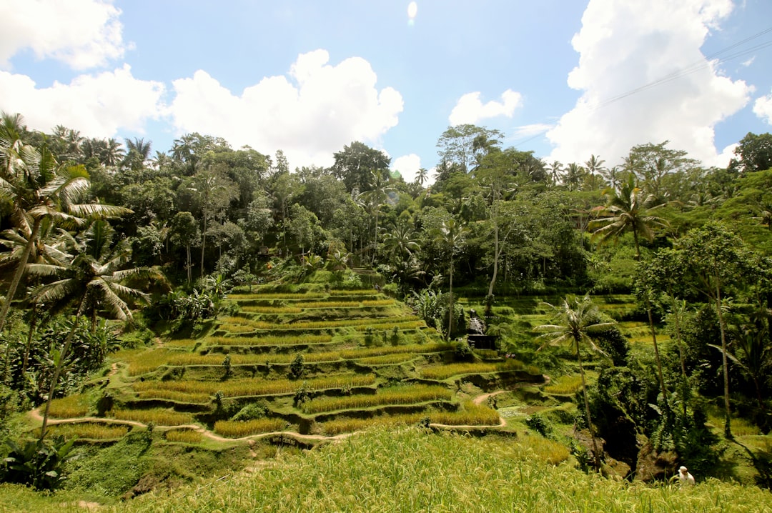 Bali Rice Terraces