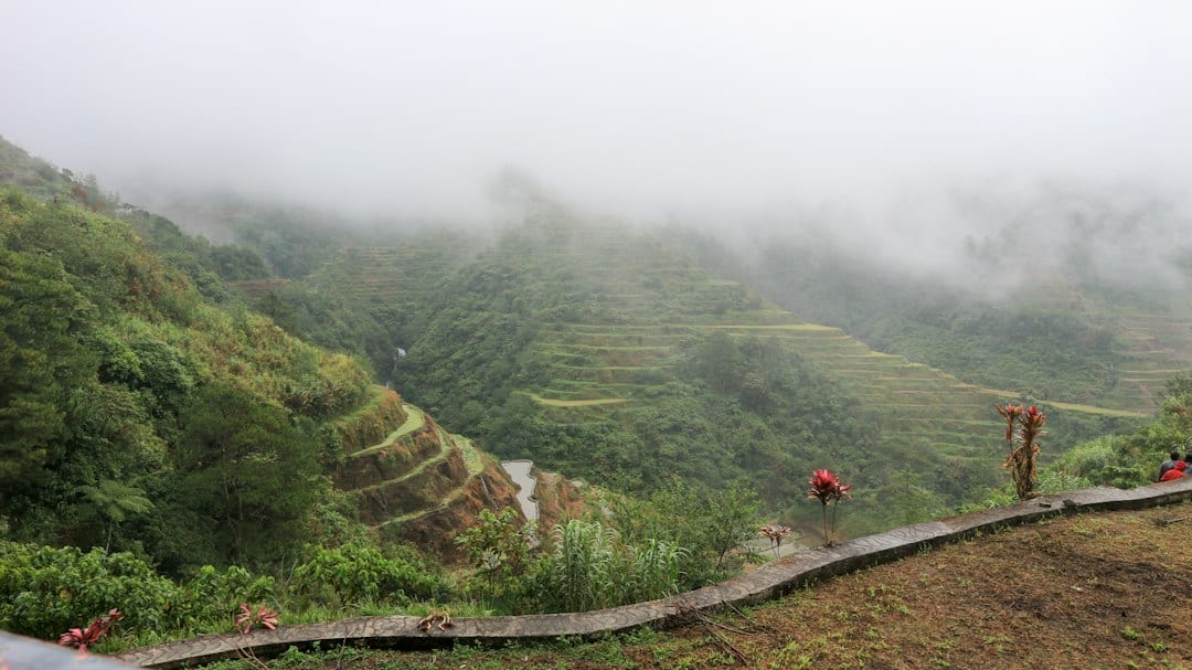 Person walking on a pathway between green rice terraces in Banaue, Ifugao