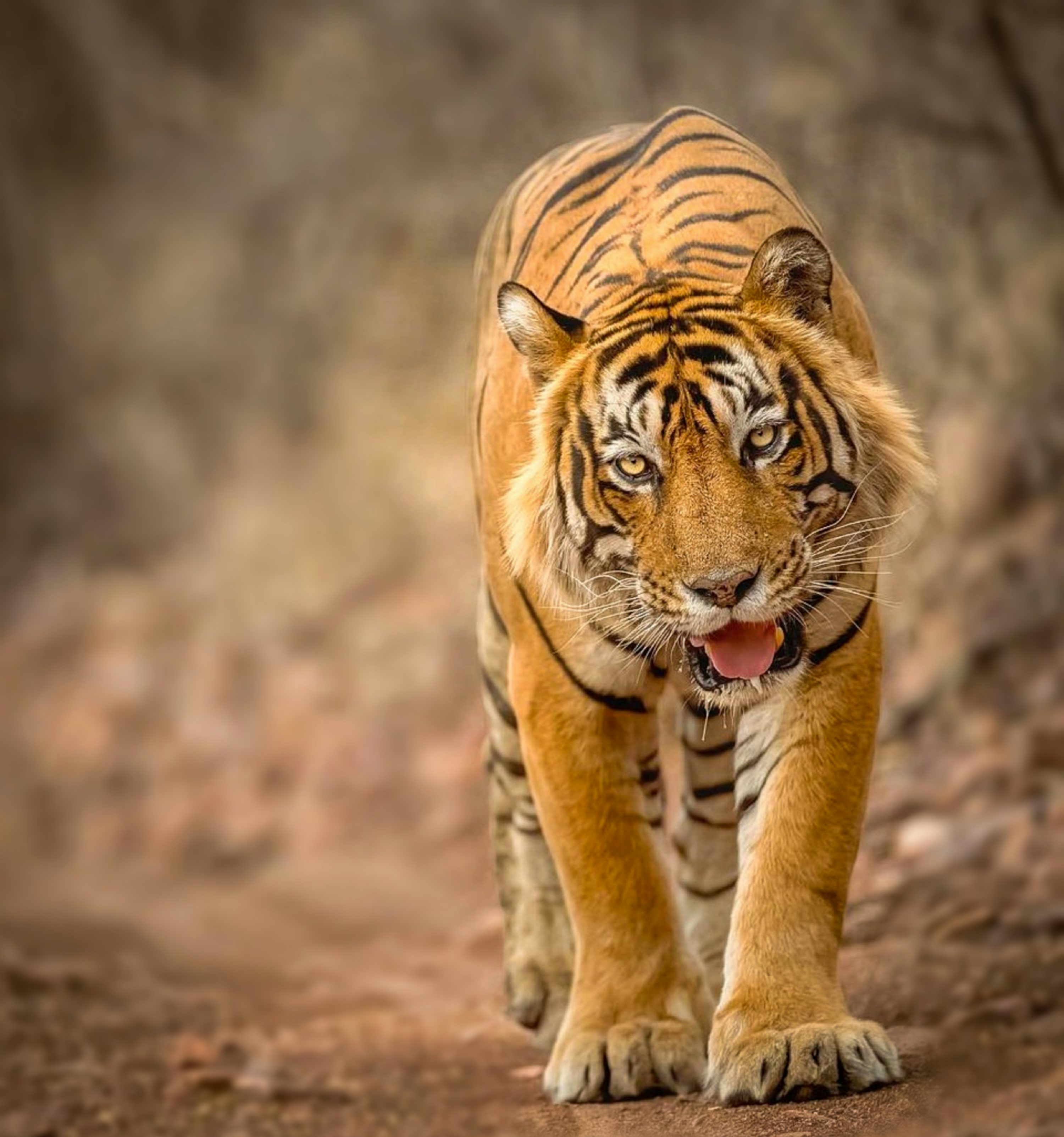 Ranthambore - Tiger safari