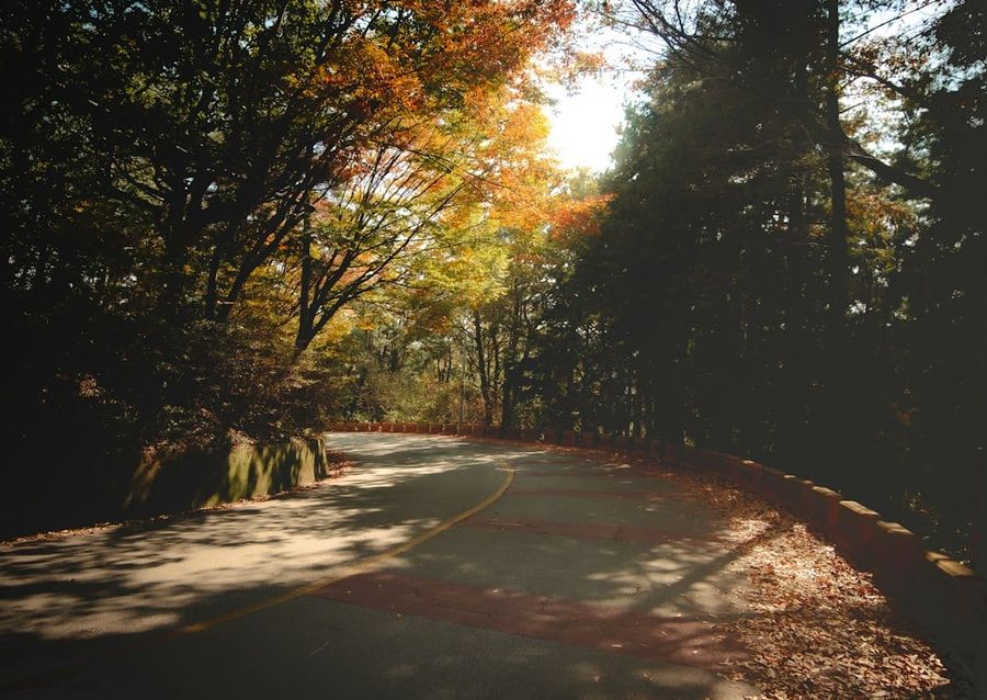 A scenic road lined with colorful autumn foliage in Busan, South Korea, a relaxed alternative for a Korea autumn itinerary