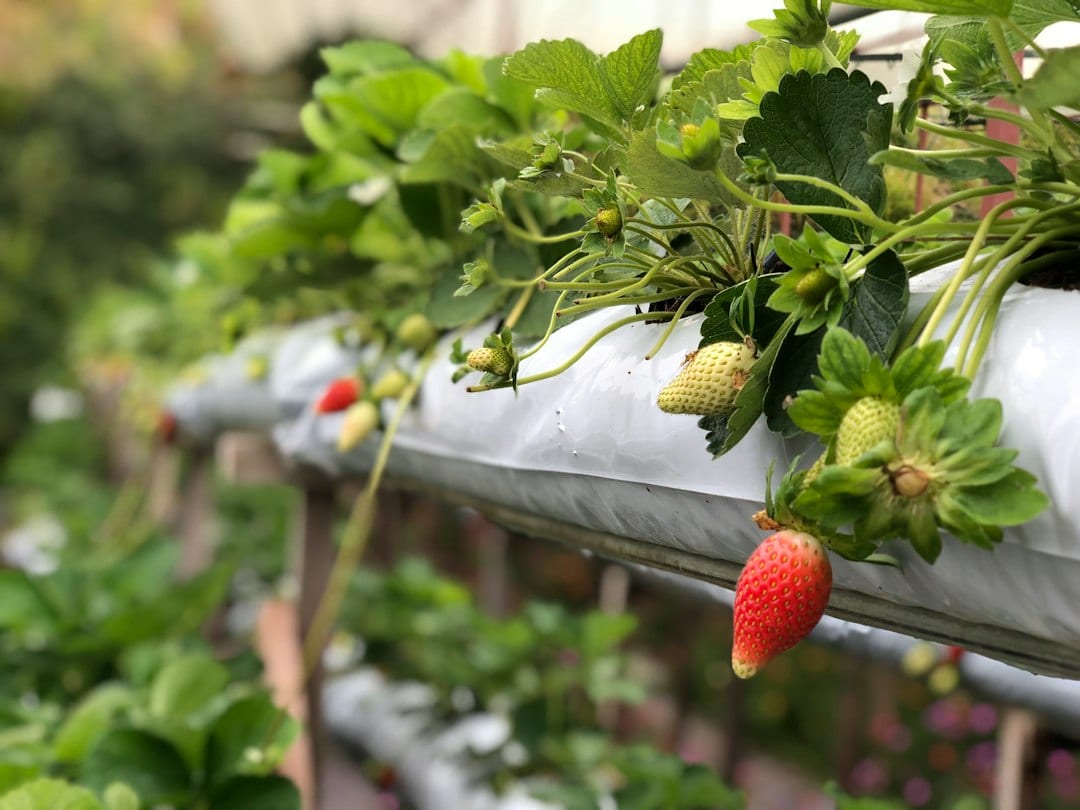 Fresh strawberries growing on raised racks at a Cameron Highlands farm