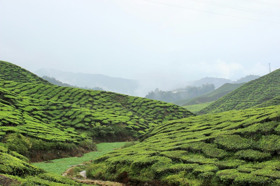 Green tea plantations covering rolling hills under a cloudy sky