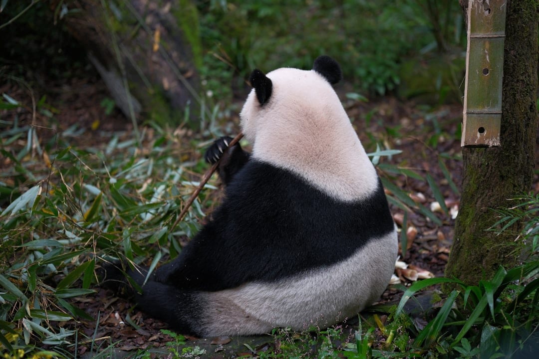 Giant pandas at Chengdu Research Base of Giant Panda Breeding