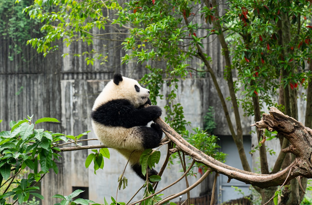 Giant Pandas at Chongqing Zoo