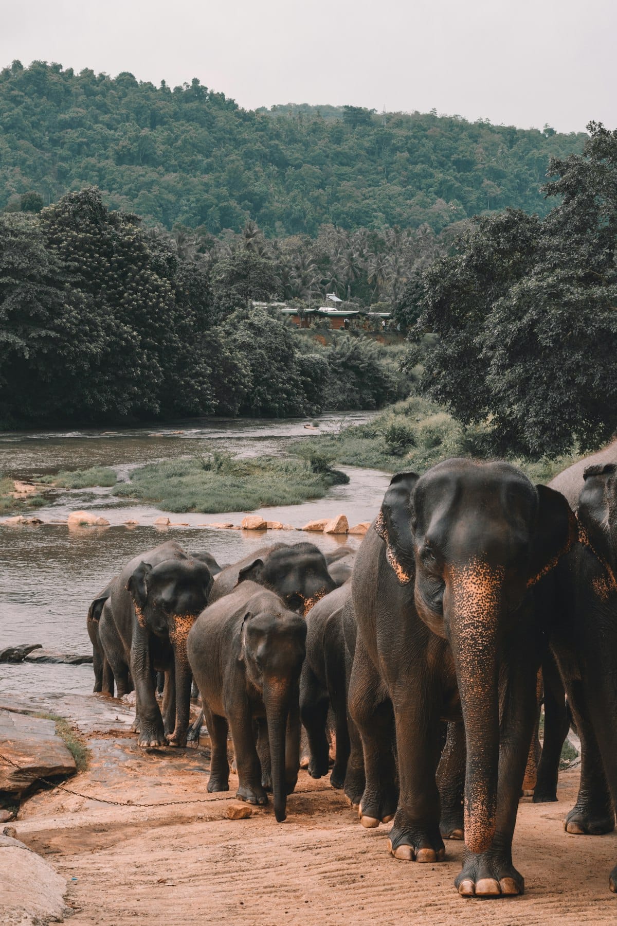 Chiang Mai elephant sanctuary interaction