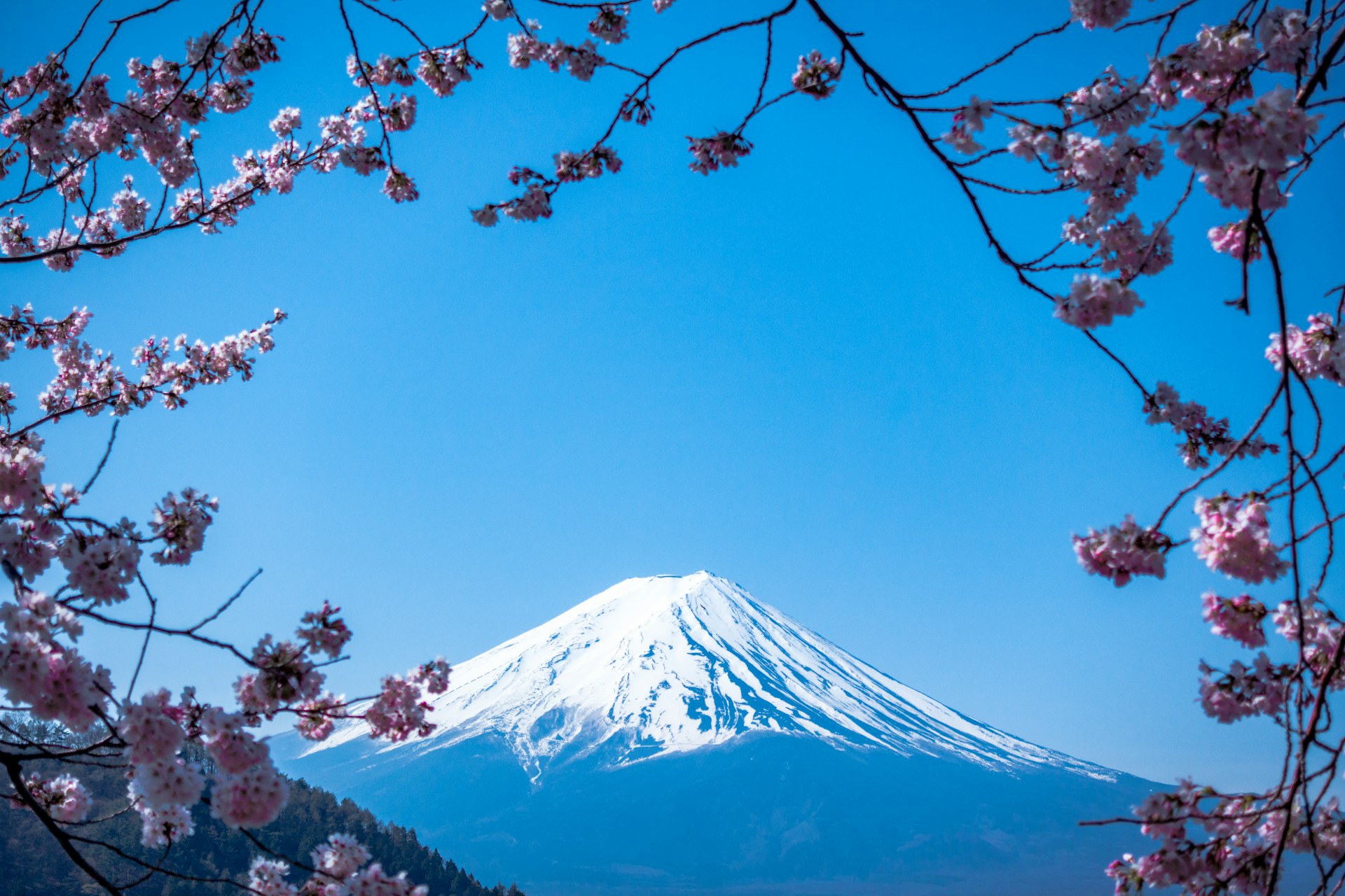 Mount Fuji with cherry blossoms at sunset