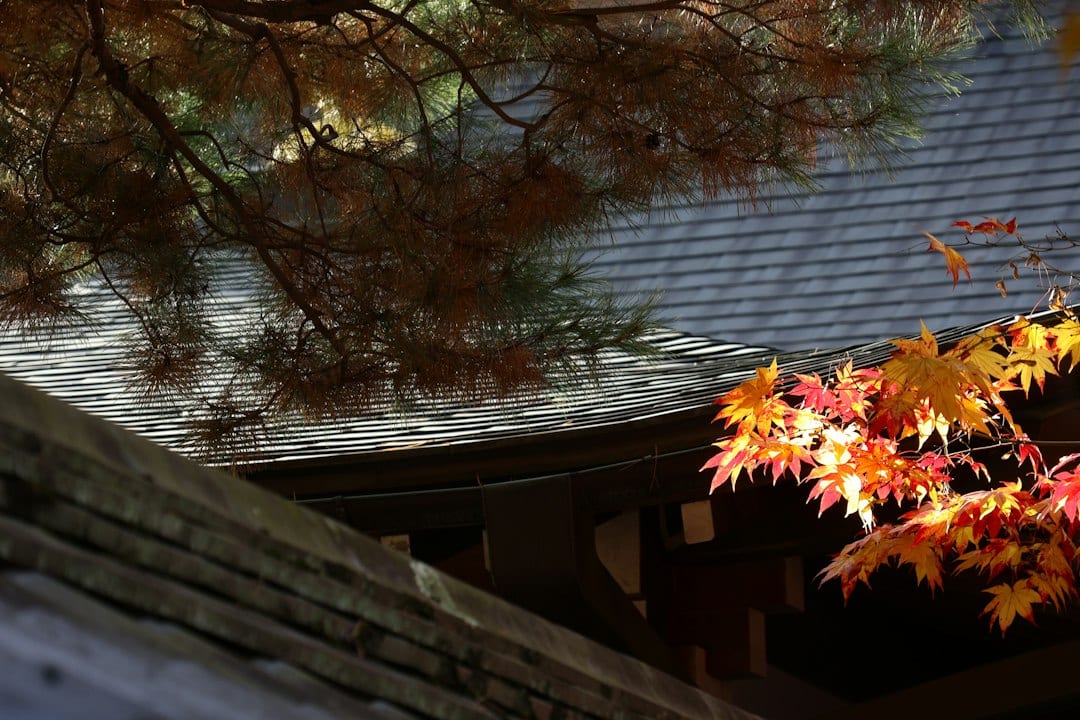Kyoto temple surrounded by vibrant autumn maple foliage