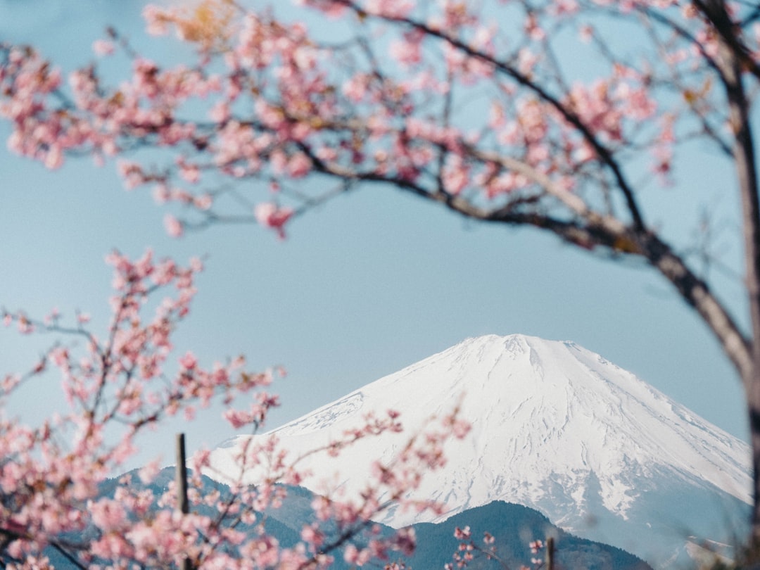 Mount Fuji scenic landscape with cherry blossoms