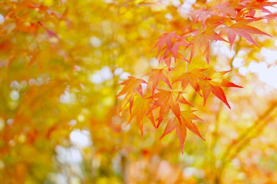Golden metasequoia trees and red autumn leaves along the famous tree-lined path on Nami Island, South Korea, ideal for a fall foliage day trip