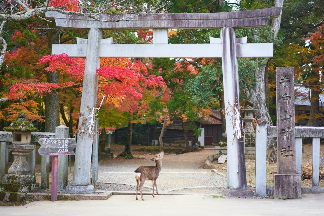 Sika deer beneath fiery maple trees in Nara Park during the 2026 Japan autumn foliage season