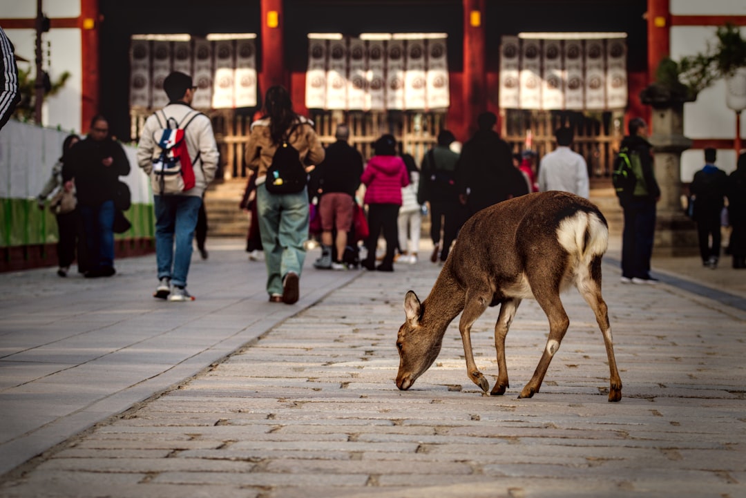 Nara deer park and temple