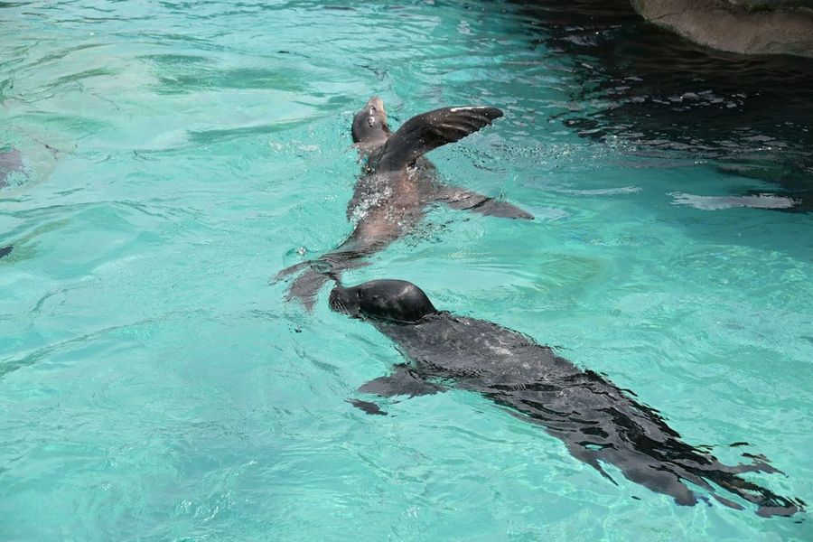 Two seals swimming at Ocean Park Hong Kong