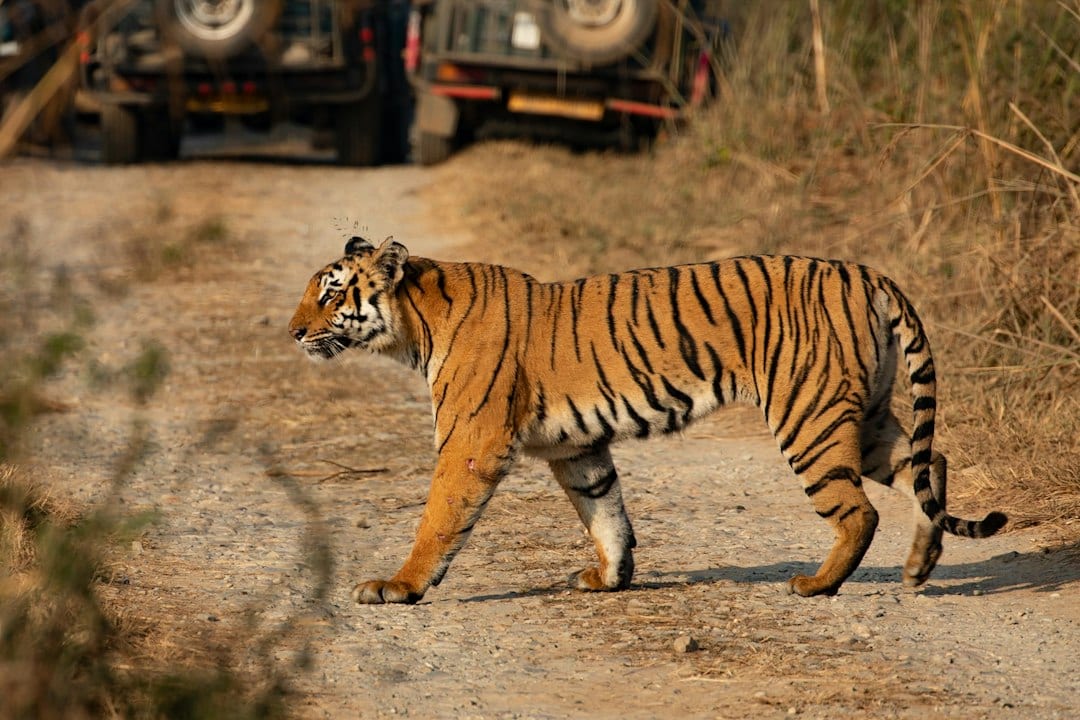 A tiger walking on a dirt road in Ranthambore National Park