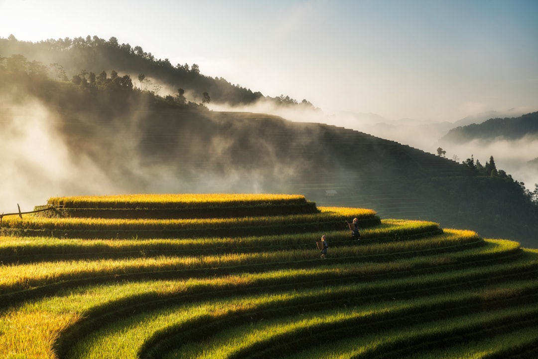 Sapa Vietnam terraced rice fields and mountain landscape